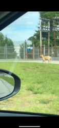 Found/Stray Unknown Dog last seen Elavation church, Rock Hill, SC 29730