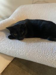 Lost Male Cat last seen Between Snappys and Super 8, Clearfield, PA 16830