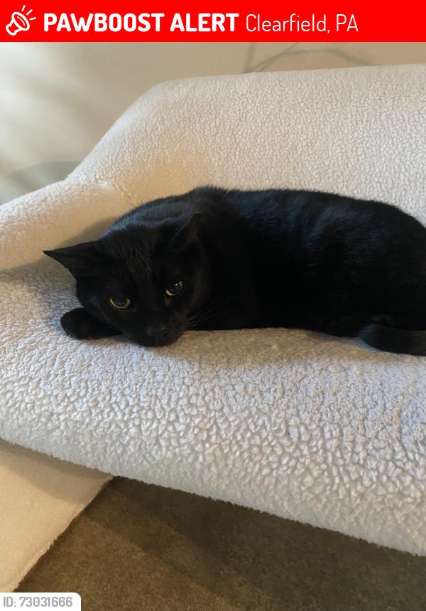 Lost Male Cat last seen Between Snappys and Super 8, Clearfield, PA 16830