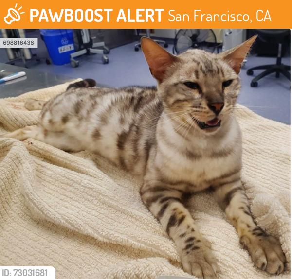 Found/Stray Female Cat last seen Buena Vista Park, San Francisco, CA 94117