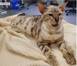 Found/Stray Female Cat last seen Buena Vista Park, San Francisco, CA 94117
