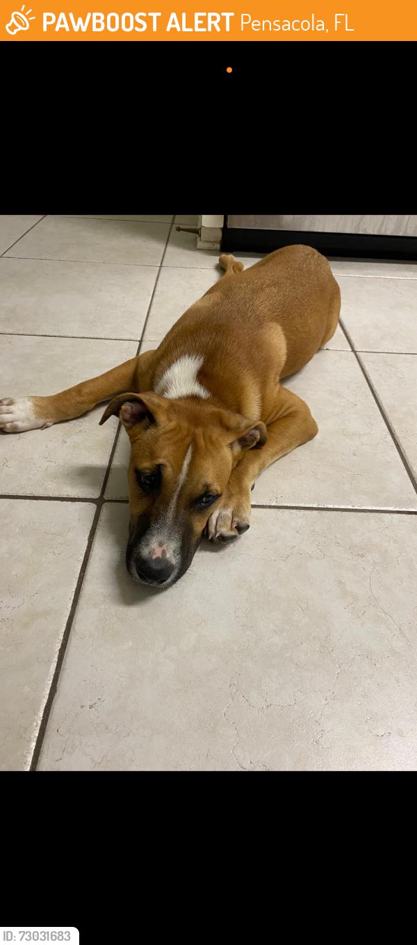 Found/Stray Male Dog last seen Langley Ave between College and Davis, Pensacola, FL 32504
