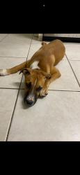 Found/Stray Male Dog last seen Langley Ave between College and Davis, Pensacola, FL 32504