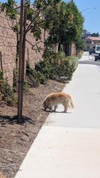 Found/Stray Unknown Dog last seen Burt and white gate pl, San Jacinto, CA 92583