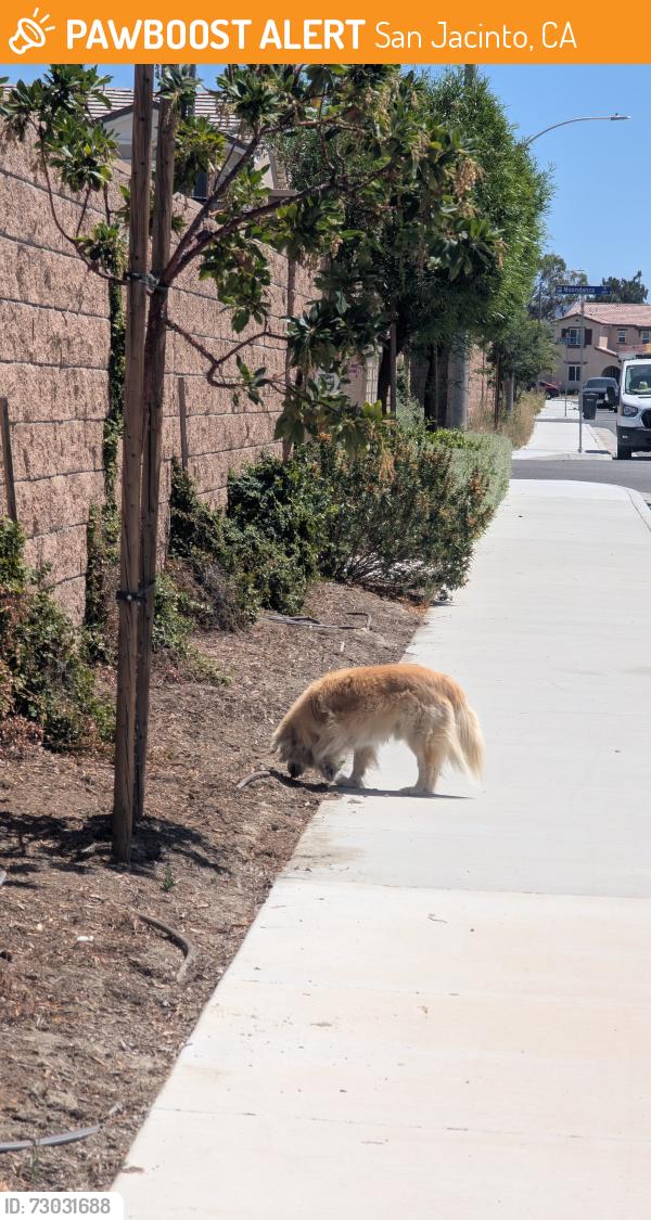 Found/Stray Unknown Dog last seen Burt and white gate pl, San Jacinto, CA 92583