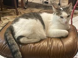 Lost Male Cat last seen Kaweah & Tamarack , Pasadena, CA 91105