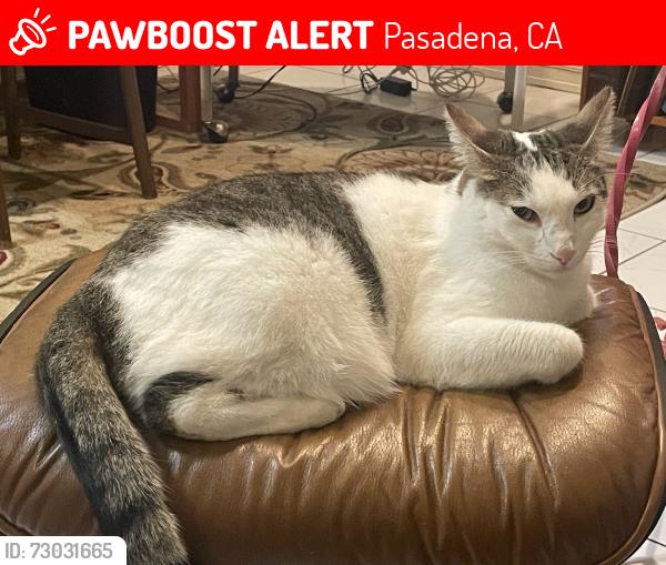 Lost Male Cat last seen Kaweah & Tamarack , Pasadena, CA 91105