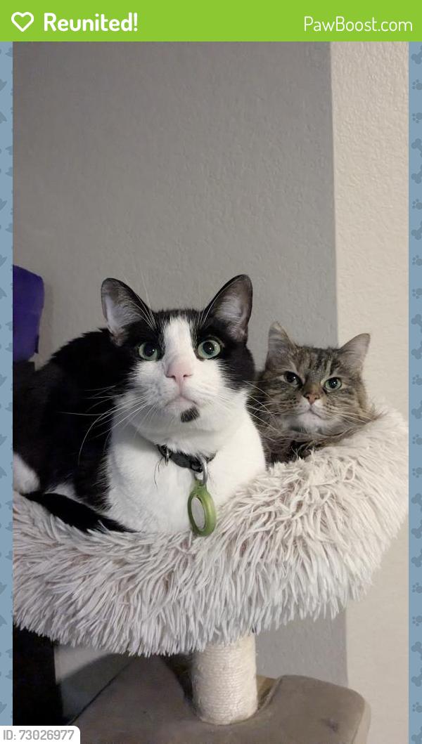 Reunited Male Cat last seen Near Ridge Pkwy, Broomfield, CO 80021, USA, Broomfield, CO 80021