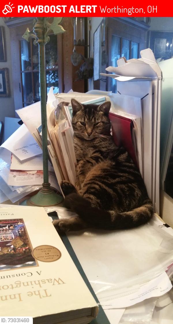 Lost Female Cat last seen New England and Oxford St., Worthington, OH 43085