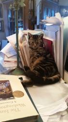 Lost Female Cat last seen New England and Oxford St., Worthington, OH 43085