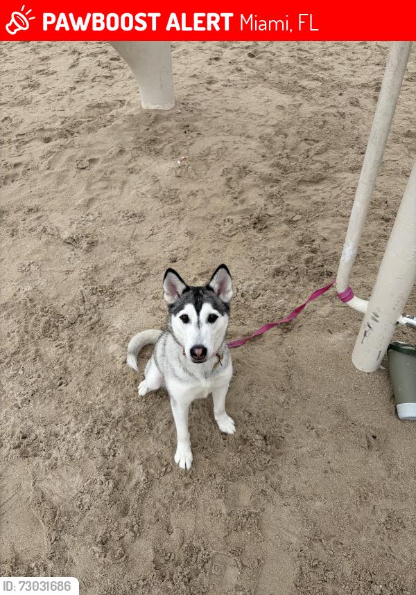 Lost Female Dog last seen Eureka Dr, Miami, FL 33177