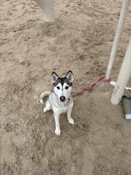 Lost Female Dog last seen Eureka Dr, Miami, FL 33177