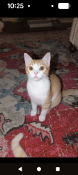Lost Male Cat last seen Williamsburg Fate, Royse City, TX 75189