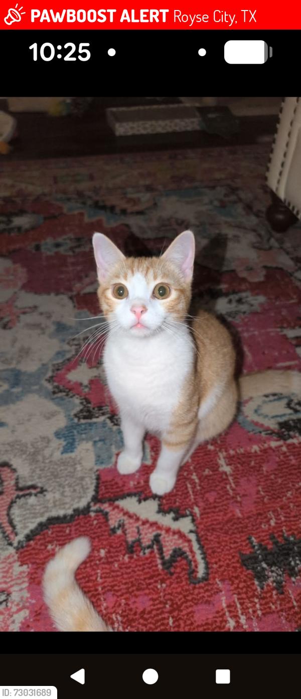 Lost Male Cat last seen Williamsburg Fate, Royse City, TX 75189