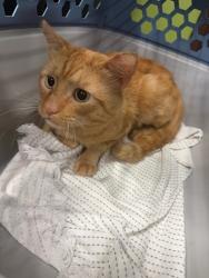 Shelter Stray Male Cat last seen Near Monticello Blvd SE, Atlanta, GA, 1251 Fulton Industrial Blvd NW, Atlanta, GA 30336, USA