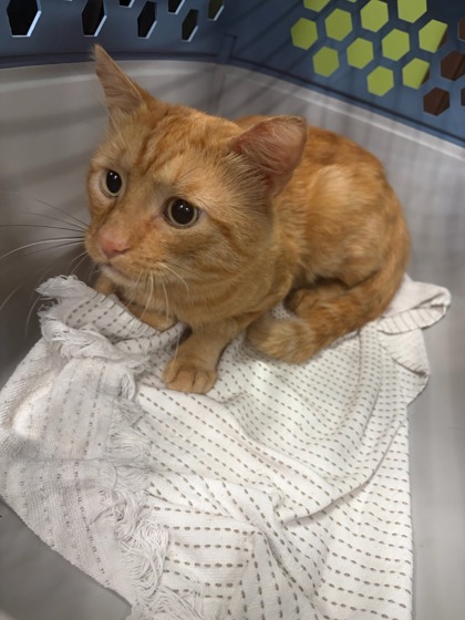 Shelter Stray Male Cat last seen Near Monticello Blvd SE, Atlanta, GA, 1251 Fulton Industrial Blvd NW, Atlanta, GA 30336, USA