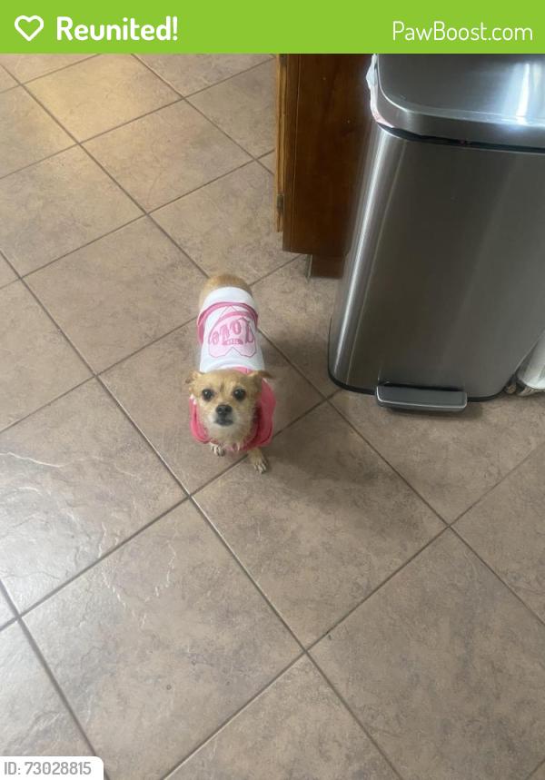 Reunited Female Dog last seen Near acacia ave , Victorville, CA 92392