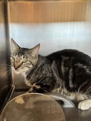 Shelter Stray Unknown Cat last seen Orvietto Dr & East Roseville Pkwy, Roseville City, CA, 200 Tahoe Ave, Roseville, CA 95678, USA