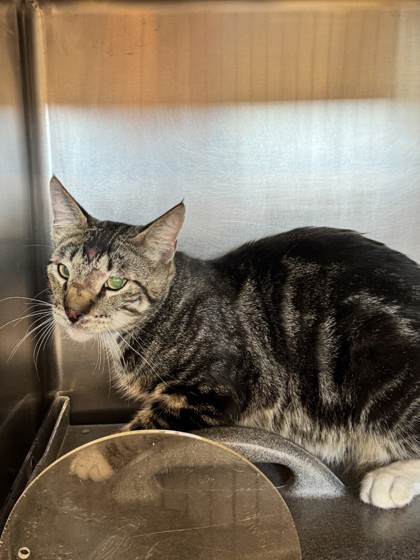 Shelter Stray Unknown Cat last seen Orvietto Dr & East Roseville Pkwy, Roseville City, CA, 200 Tahoe Ave, Roseville, CA 95678, USA