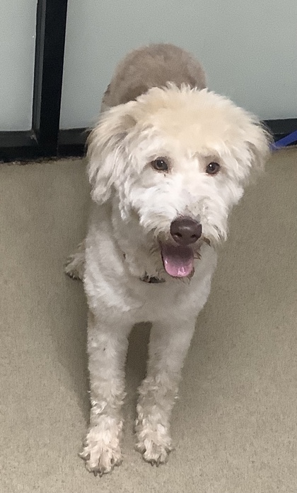 Shelter Stray Male Dog last seen Near Ederville Road, East District, TX, 355 Hillshire Dr, Haslet, TX 76052, USA