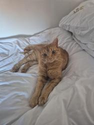 Reunited Male Cat last seen New Bradwell Community Centre, New Bradwell, England MK13