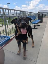 Shelter Stray Male Dog last seen , , TX, 355 Hillshire Dr, Haslet, TX 76052, USA