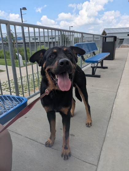 Shelter Stray Male Dog last seen , , TX, 355 Hillshire Dr, Haslet, TX 76052, USA
