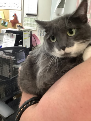 Shelter Stray Female Cat last seen , , TX, 355 Hillshire Dr, Haslet, TX 76052, USA