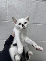Shelter Stray Male Cat last seen Near W Hamburg St., 21230, MD, 301 Stockholm St, Baltimore, MD 21230, USA