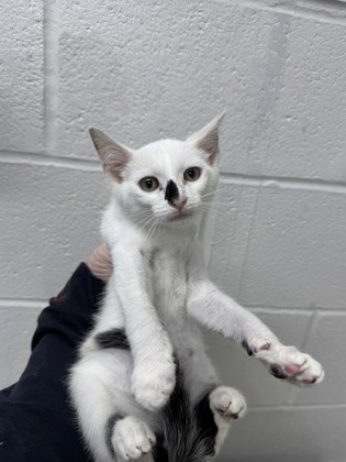Shelter Stray Male Cat last seen Near W Hamburg St., 21230, MD, 301 Stockholm St, Baltimore, MD 21230, USA
