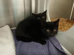 Shelter Stray Female Cat last seen Near Walker Ave, 21239, MD, 301 Stockholm St, Baltimore, MD 21230, USA