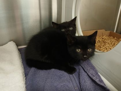 Shelter Stray Female Cat last seen Near Walker Ave, 21239, MD, 301 Stockholm St, Baltimore, MD 21230, USA