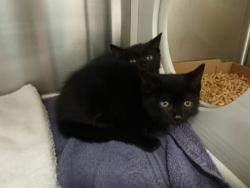 Shelter Stray Female Cat last seen Near Walker Ave, 21239, MD, 301 Stockholm St, Baltimore, MD 21230, USA