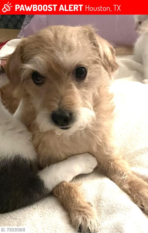 Lost Female Dog last seen W.Bellfort Ave. and S. Kirkwood , Houston, TX 77099