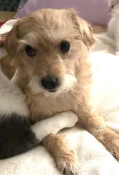 Lost Female Dog last seen W.Bellfort Ave. and S. Kirkwood , Houston, TX 77099