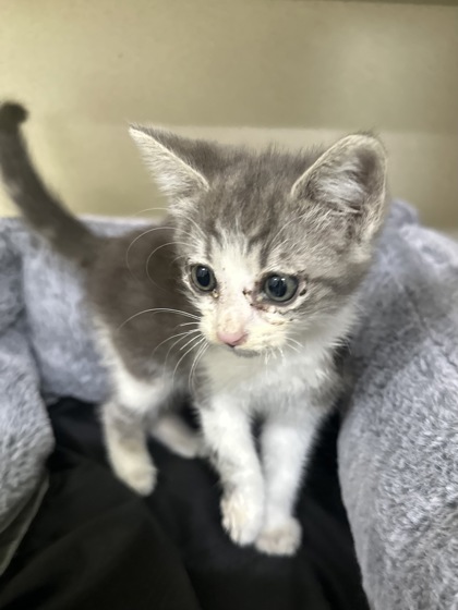 Shelter Stray Female Cat last seen Bass Lake RV Park, Madera County, CA, 205 Tozer St, Madera, CA 93638, USA
