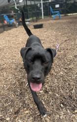 Shelter Stray Male Dog last seen Near Glenwood Rd 4, 4082, 30032, GA, 3280 Chamblee Dunwoody Rd, Chamblee, GA 30341, USA