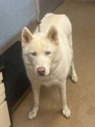 Shelter Stray Male Dog last seen Near Ridge Forest Dr Stone Mountain, 30083, 30083, GA, 3280 Chamblee Dunwoody Rd, Chamblee, GA 30341, USA