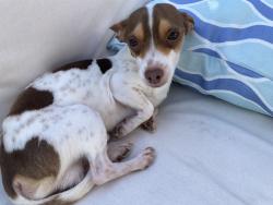 Lost Male Dog last seen Near International Blvd Oakland, CA  94621 United States, Oakland, CA 94621