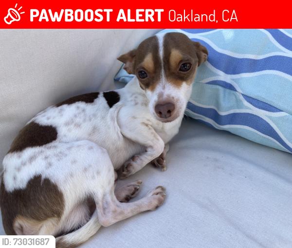 Lost Male Dog last seen Near International Blvd Oakland, CA  94621 United States, Oakland, CA 94621