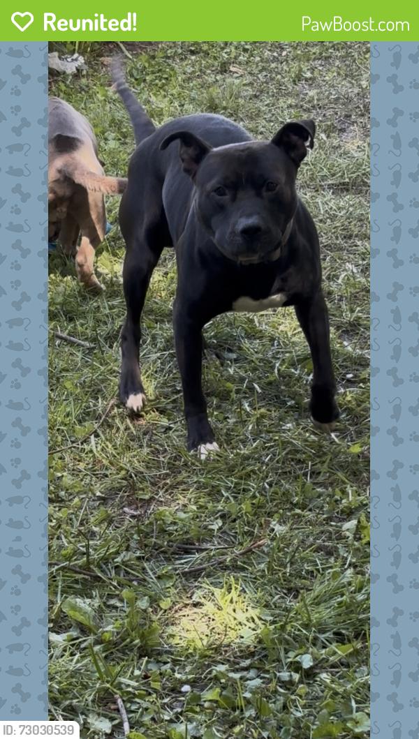 Reunited Male Dog last seen Chippewa and grand, St. Louis, MO 63118