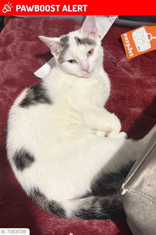 Lost Male Cat last seen Farm Park, West Midlands, England B11