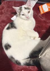 Lost Male Cat last seen Farm Park, West Midlands, England B11