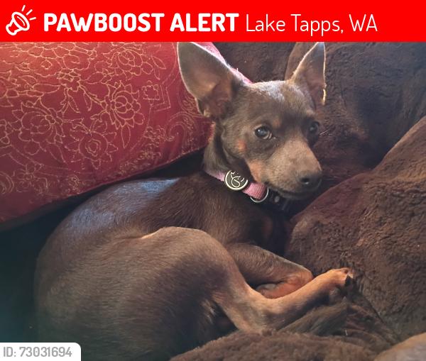 Lost Male Dog last seen Bowman lake , Lake Tapps, WA 98391