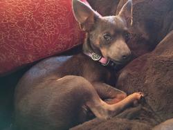 Lost Male Dog last seen Bowman lake , Lake Tapps, WA 98391