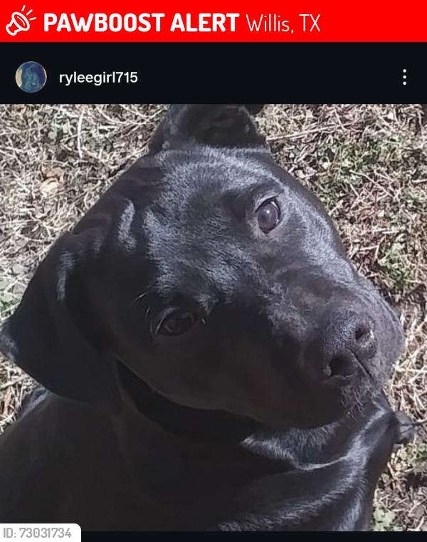 Lost Female Dog last seen Enchanted waters neighborhood, Willis, TX 77318