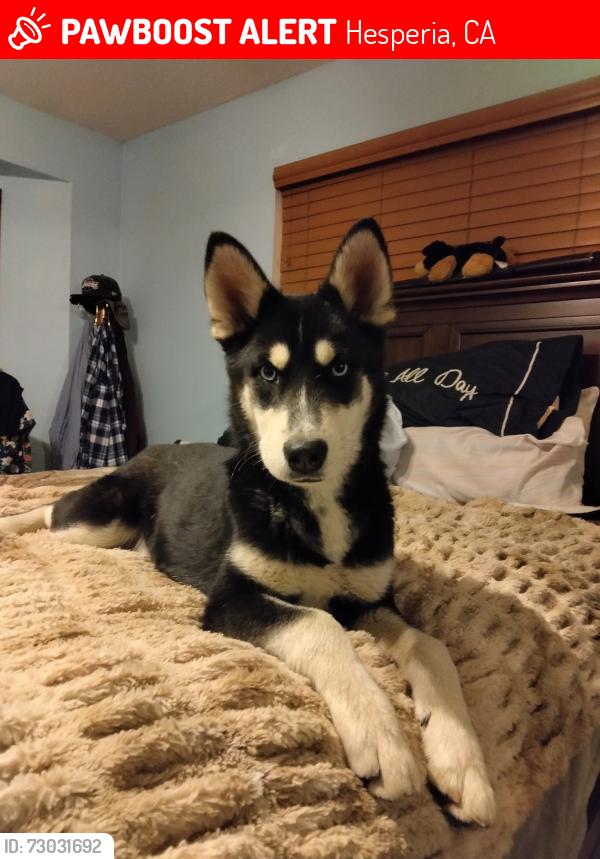 Lost Female Dog last seen Near Smoke Tree St, Hesperia, CA 92345, Hesperia, CA 92345