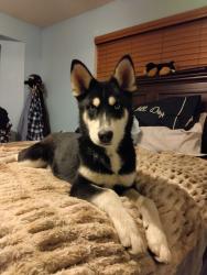 Lost Female Dog last seen Near Smoke Tree St, Hesperia, CA 92345, Hesperia, CA 92345