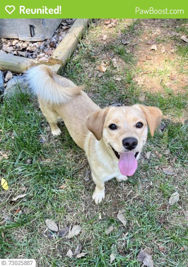 Reunited Female Dog last seen Family Dr, Cabarrus Station, Midland, NC 28107
