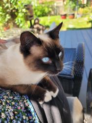Lost Male Cat last seen Cedar, elementary school, Kalama, WA 98625